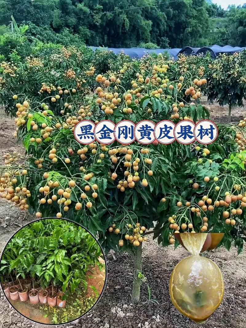 黑苹果多少钱一斤，黑苹果好不好吃-第6张图片-优品飞百科