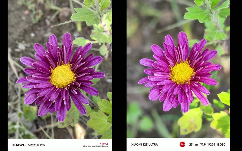 小米12spro拍照怎么样？miui12拍照？-第6张图片-优品飞百科