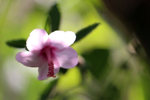 佳能70d拍摄效果？佳能70d拍摄效果相当于手机的哪一款？-第4张图片-优品飞百科