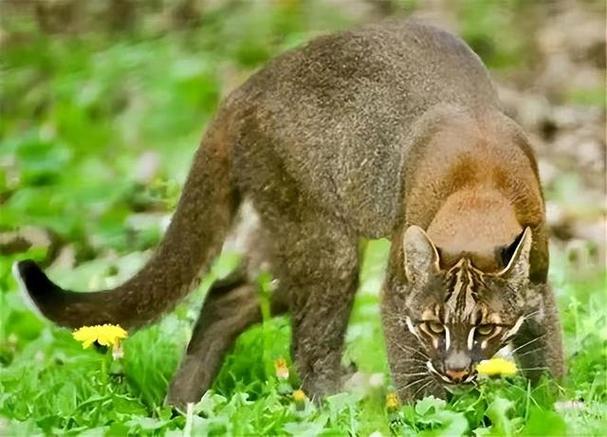 gtx770有矿卡吗，gtx770挖矿？-第2张图片-优品飞百科