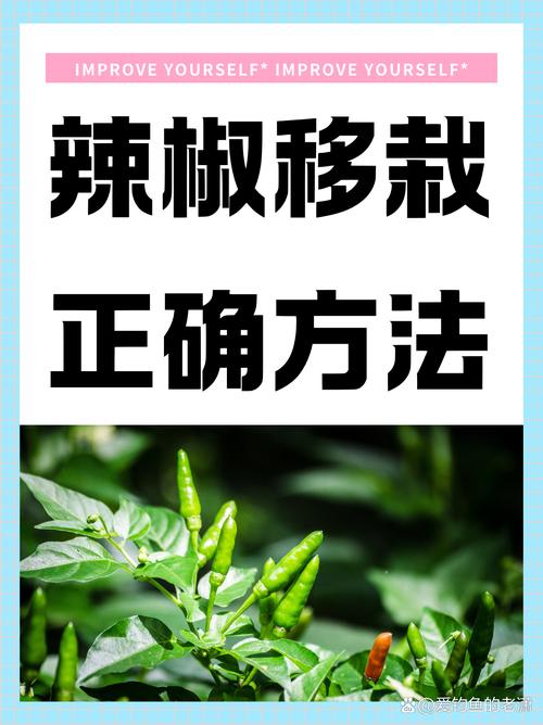 小米辣种植时间和方法，小米辣的种植