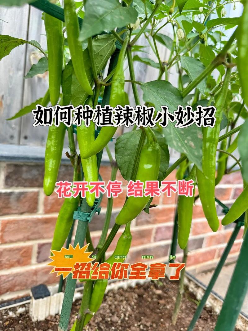 小米辣种植时间和方法，小米辣的种植-第4张图片-优品飞百科