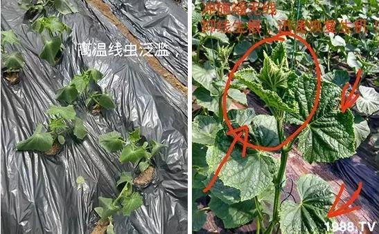 丝瓜借款平台24小时客服电话-第4张图片-优品飞百科