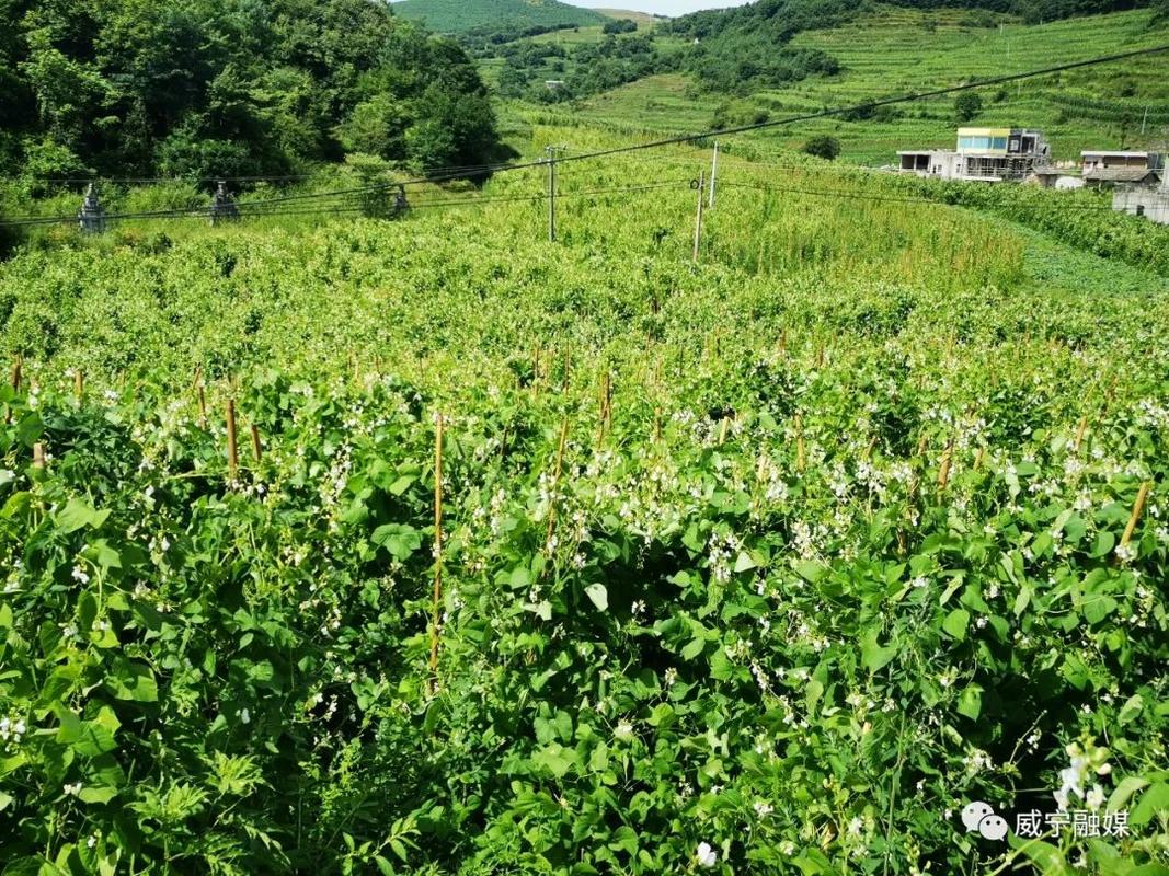 芸豆分拨打服务电话-第2张图片-优品飞百科