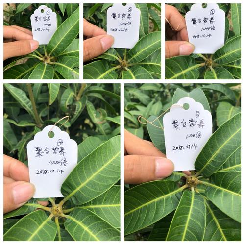 至尊花卡全国统一客服电话-第4张图片-优品飞百科