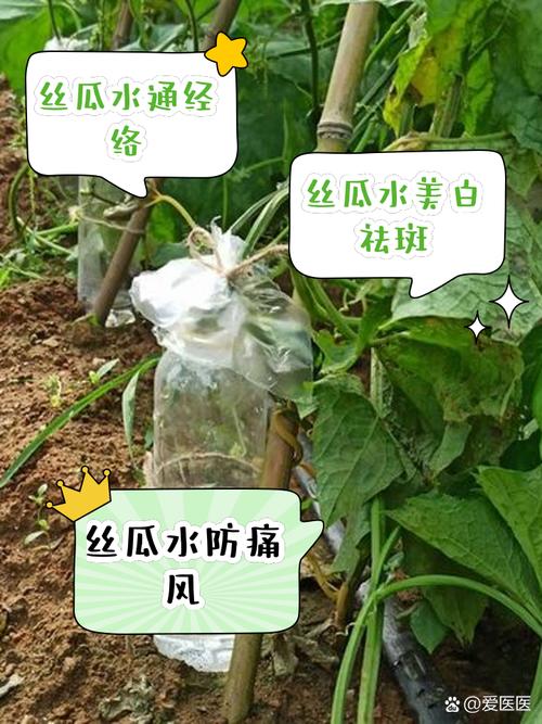 丝瓜借款平台24小时客服电话