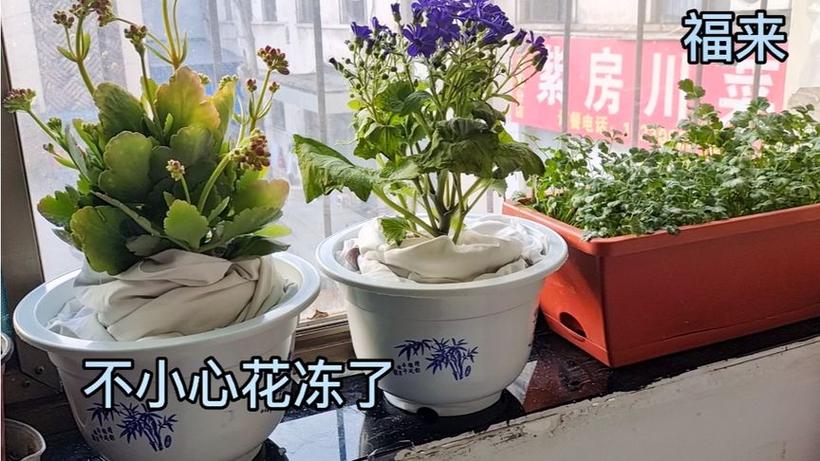 福来花拨打服务电话-第2张图片-优品飞百科