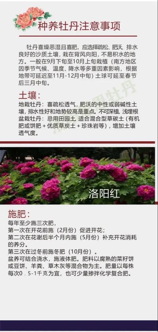 牡丹花拨打服务电话-第4张图片-优品飞百科