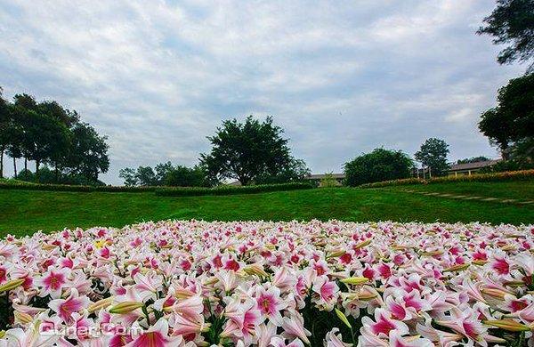 来趣花有限公司客服电话