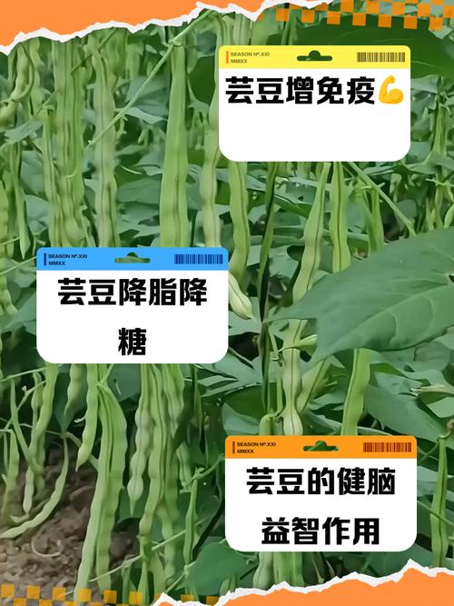 芸豆分拨打服务电话-第2张图片-优品飞百科