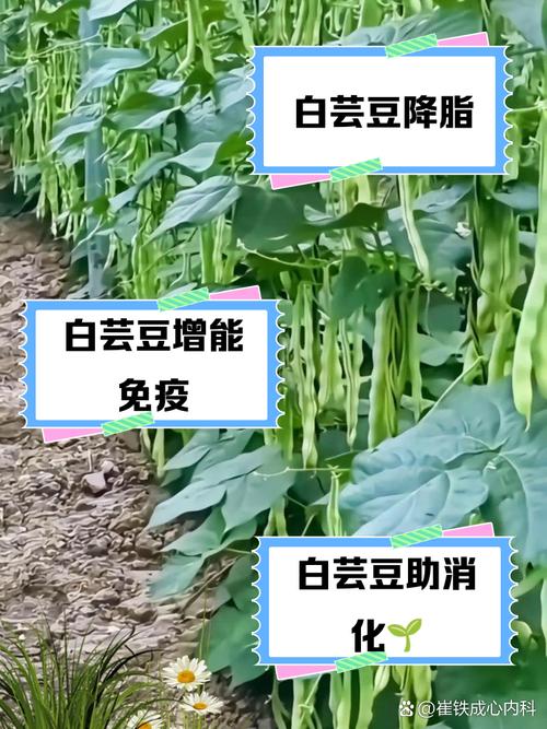 芸豆分24小时在线服务-第1张图片-优品飞百科