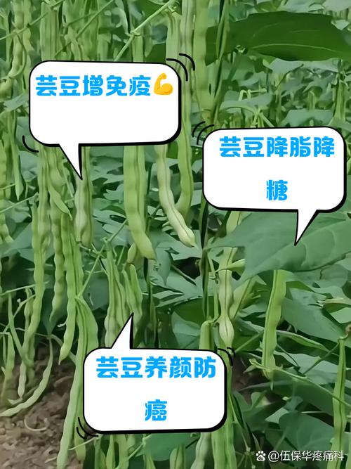 芸豆分24小时在线服务-第2张图片-优品飞百科