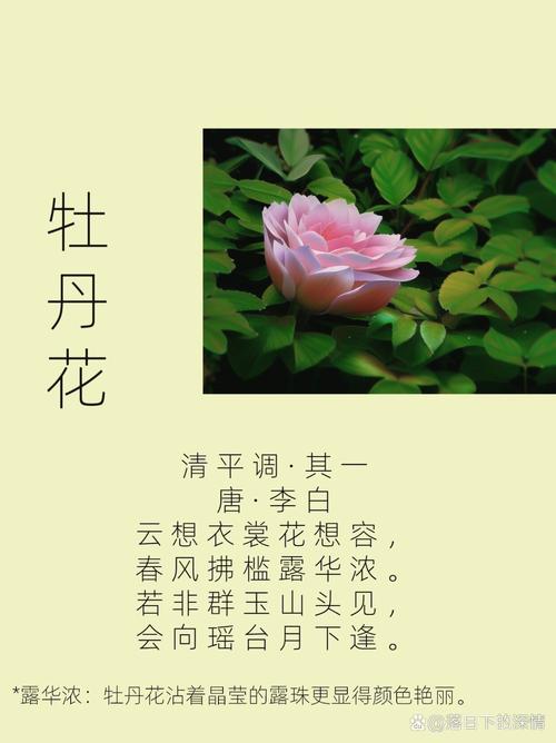 牡丹花APP全国统一24小时在线-第2张图片-优品飞百科