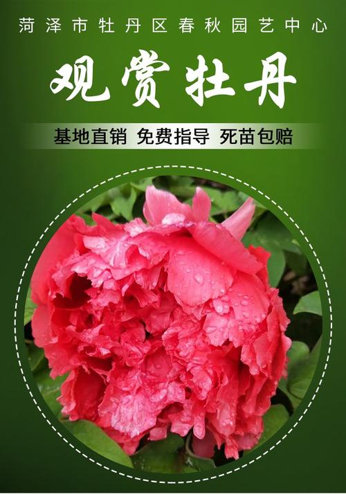 牡丹花APP全国统一24小时在线-第3张图片-优品飞百科