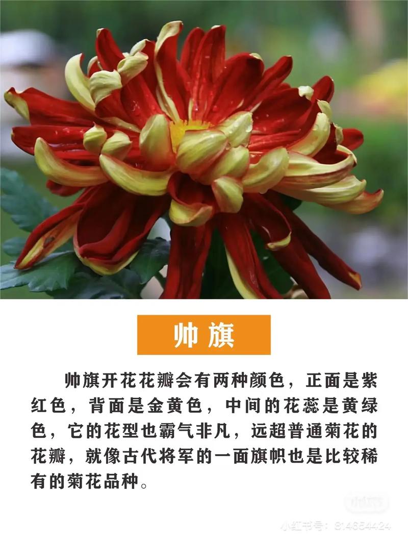 来趣花24在线客服电话