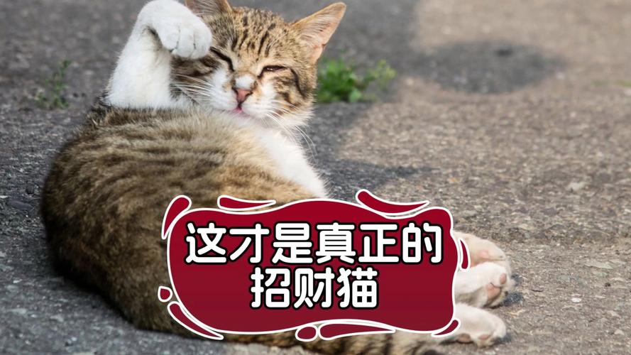 招财猫借款全国统一客服电话