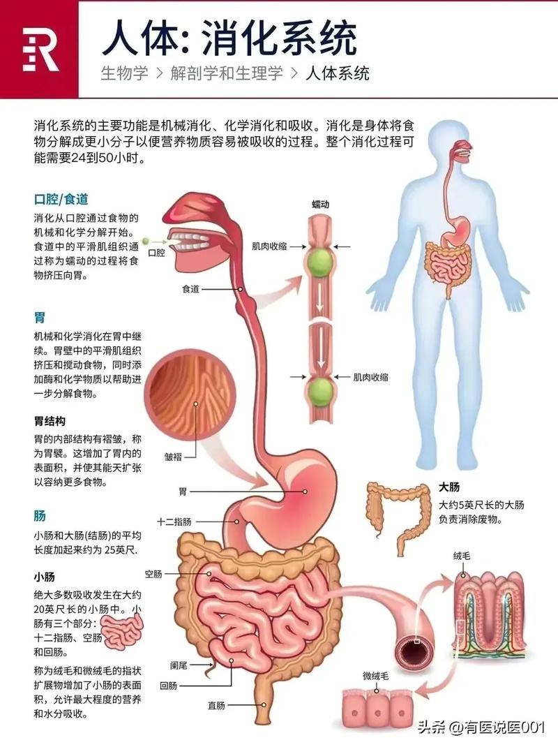 八大系统的主要功能？八大系统及其功能？-第2张图片-优品飞百科