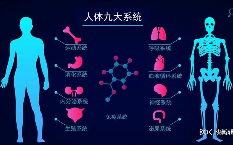 八大系统的主要功能？八大系统及其功能？-第5张图片-优品飞百科