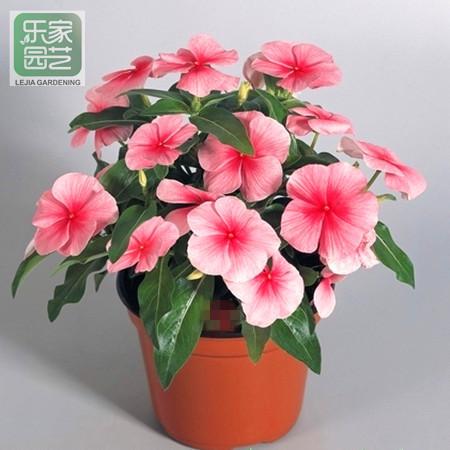 易得花24官方客户端电话-第3张图片-优品飞百科