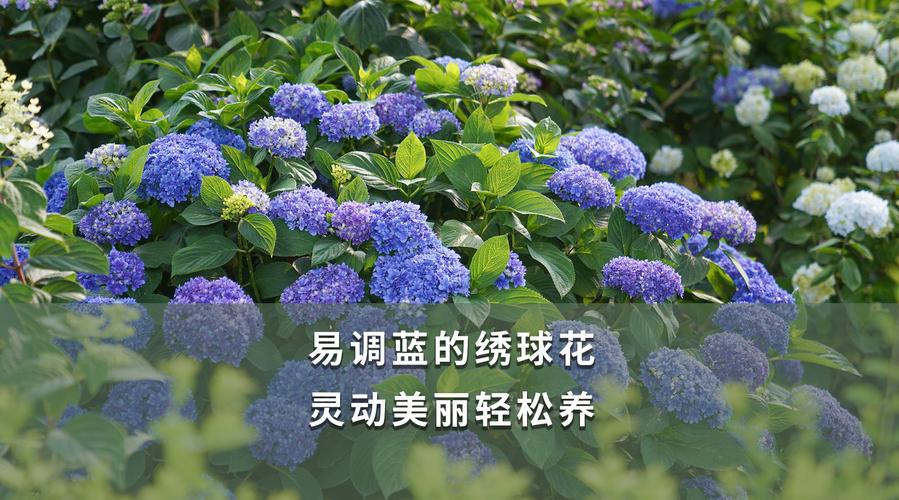 易得花24官方客户端电话-第2张图片-优品飞百科