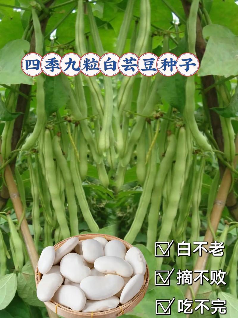 芸豆分24在线客户端电话-第2张图片-优品飞百科