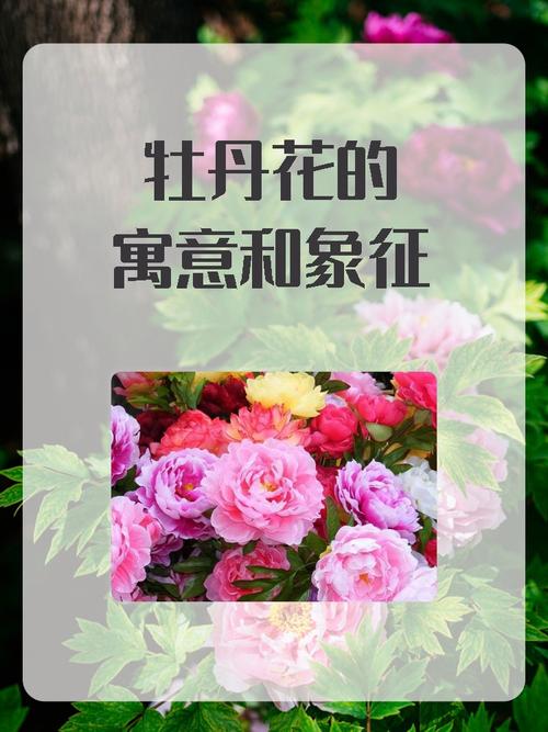 牡丹花拨打服务电话-第3张图片-优品飞百科