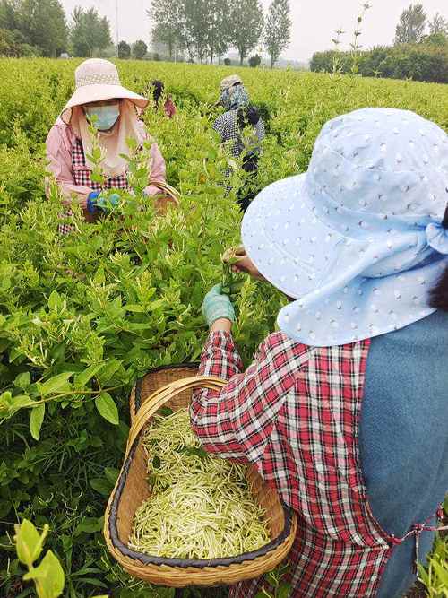 金瀛花客户端服务咨询电话-第2张图片-优品飞百科