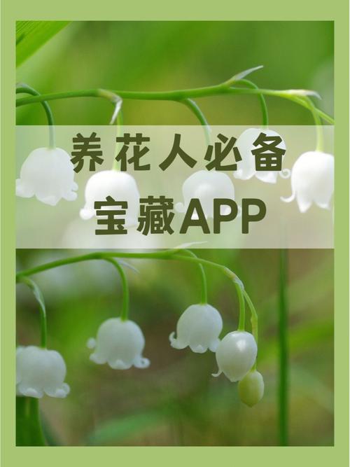 极借花APP全国统一24小时在线