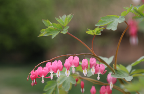 来趣花有限公司客户端电话