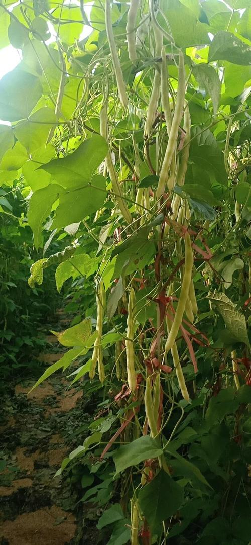 芸豆花人工客户端电话