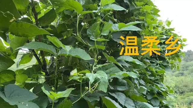 芸豆花人工客户端电话-第3张图片-优品飞百科