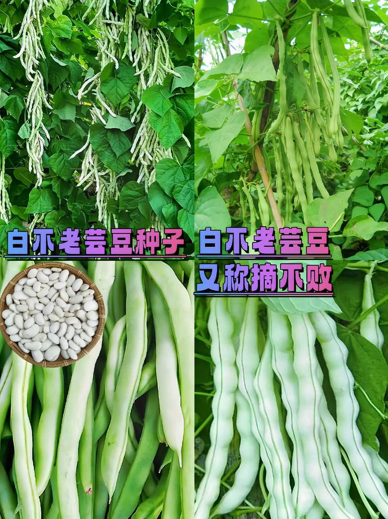 芸豆分24在线客户端电话