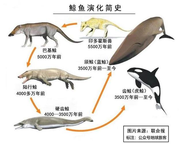 鲸鱼借条24小时在线服务