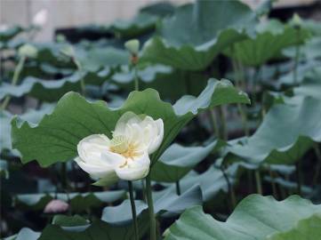 乐享花官方客户端电话