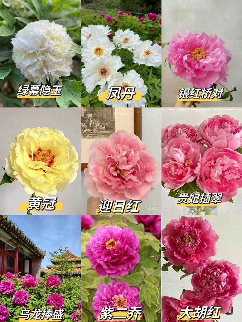 牡丹花拨打服务电话-第3张图片-优品飞百科