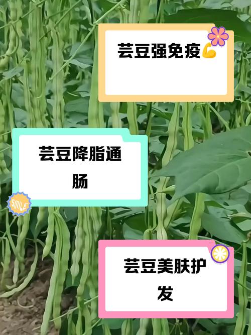 芸豆分24小时在线服务-第2张图片-优品飞百科