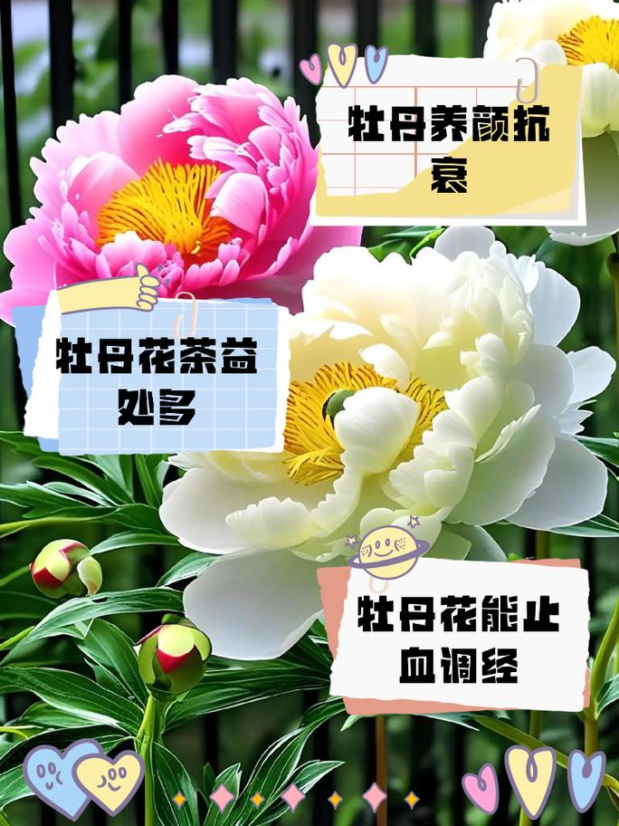 牡丹花APP全国统一24小时在线-第3张图片-优品飞百科