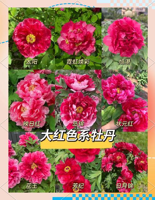 牡丹花APP全国统一24小时在线-第4张图片-优品飞百科