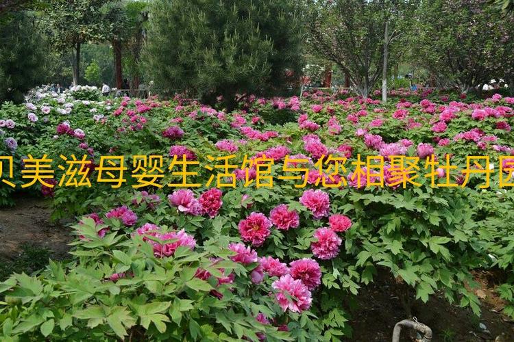 牡丹花拨打服务电话-第3张图片-优品飞百科