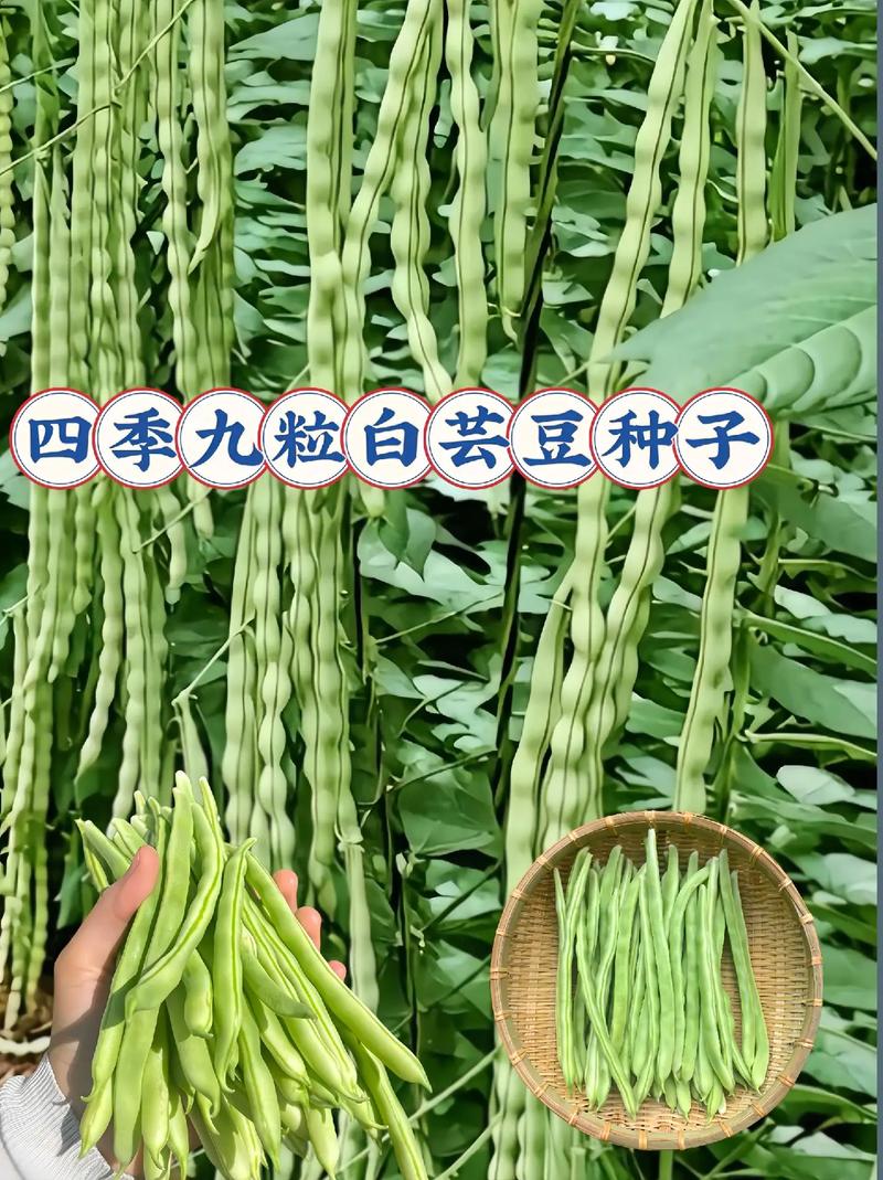 芸豆分全国统一24小时在线-第4张图片-优品飞百科