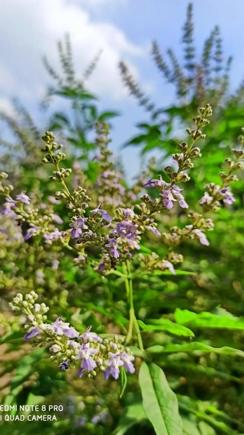 极借花24客户端电话-第3张图片-优品飞百科