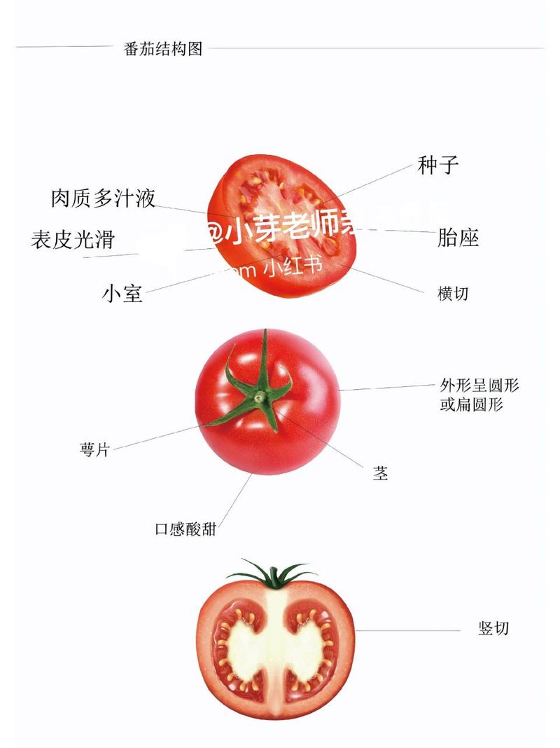 番茄分期24人工客户端电话