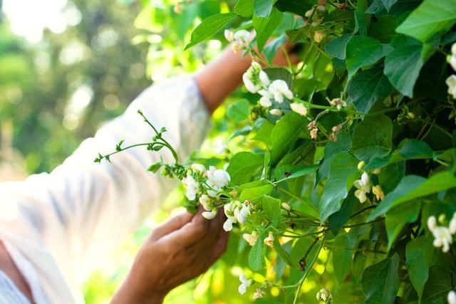 芸豆花人工客户端电话-第3张图片-优品飞百科