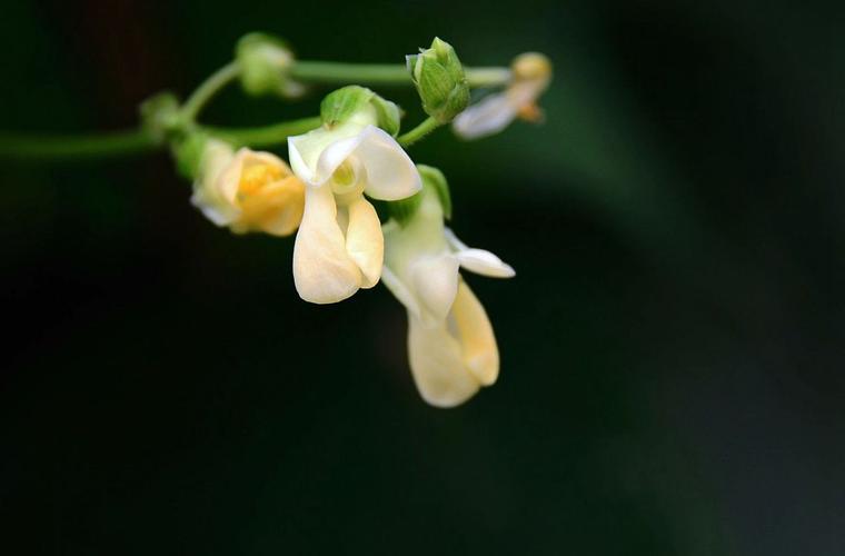 芸豆花人工客户端电话-第5张图片-优品飞百科