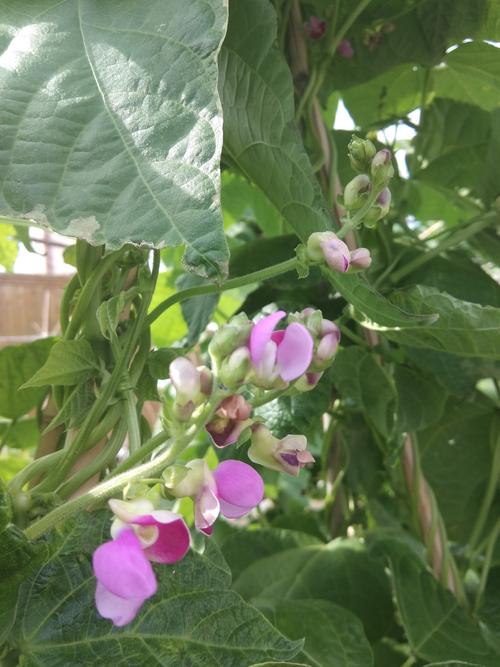 芸豆花人工客户端电话