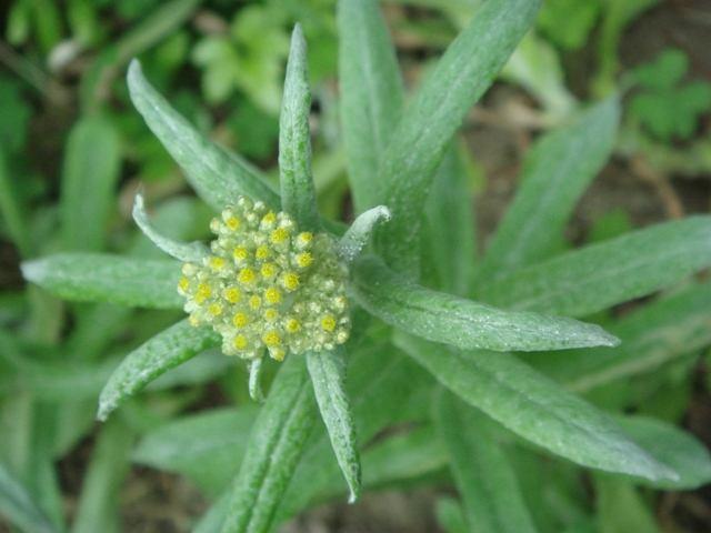 微米花客户端电话