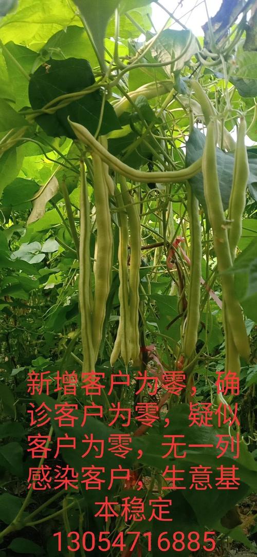 芸豆花人工客户端电话