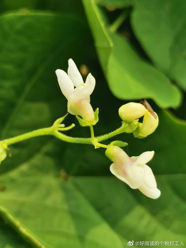 芸豆花人工客户端电话-第3张图片-优品飞百科