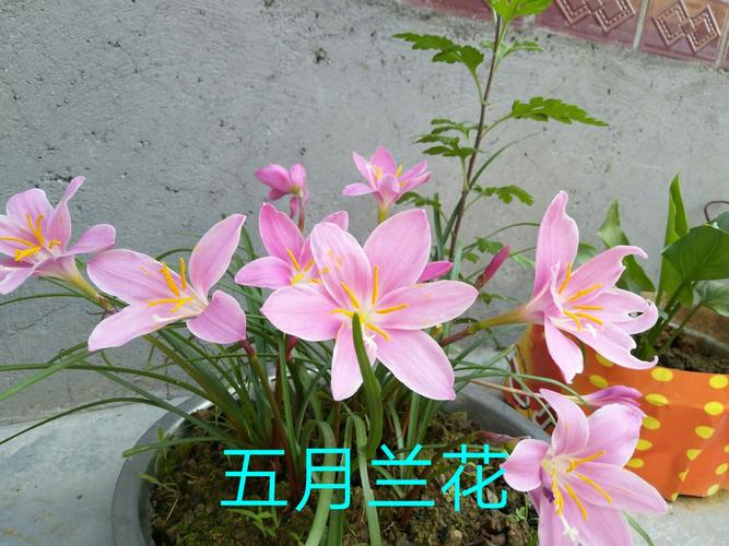 来趣花24在线客户端电话-第2张图片-优品飞百科