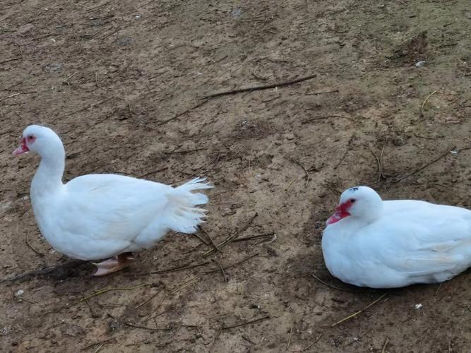 养殖鸭疫情，鸭子疫情-第1张图片-优品飞百科